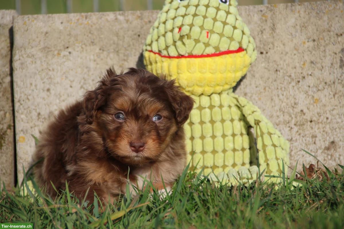 Bild 6: Mini Aussiedoodle Mädchen suchen schönes Zuhause