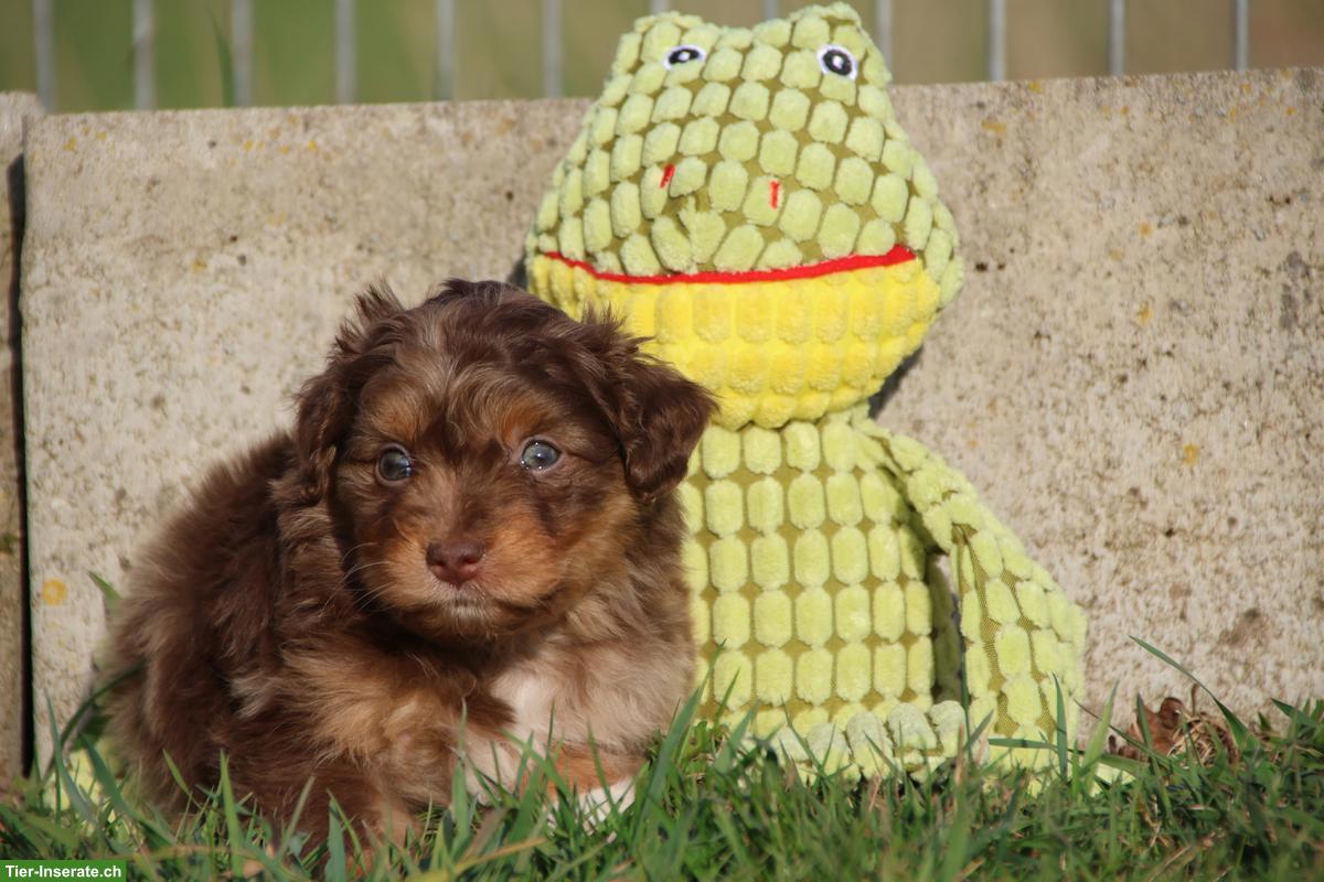 Bild 7: Mini Aussiedoodle Mädchen suchen schönes Zuhause