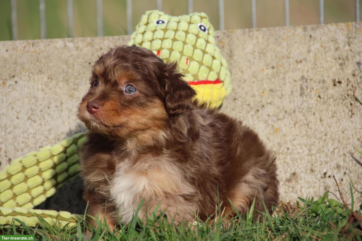 Bild 8: Mini Aussiedoodle Mädchen suchen schönes Zuhause