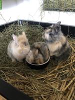 Junge süsse Löwenkopf Zwerghäsli abzugeben