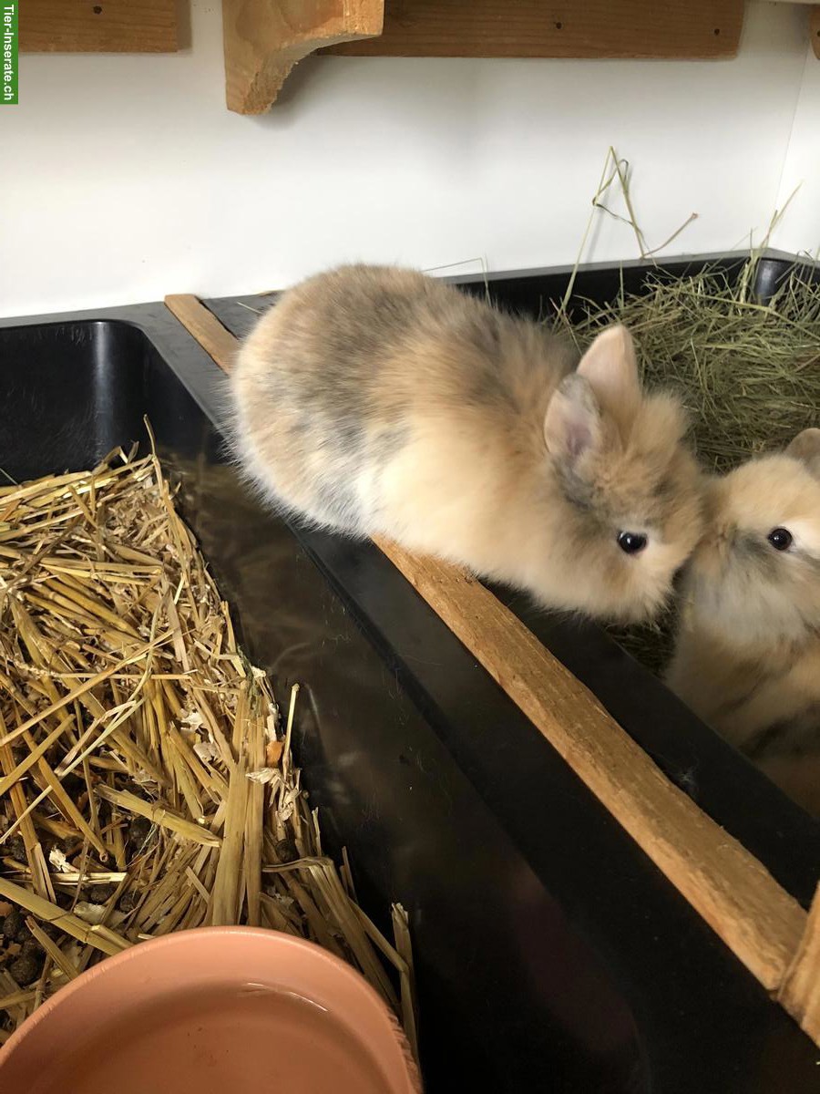 Bild 2: Junge süsse Löwenkopf Zwerghäsli abzugeben