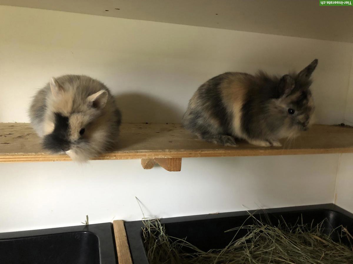 Bild 3: Junge süsse Löwenkopf Zwerghäsli abzugeben