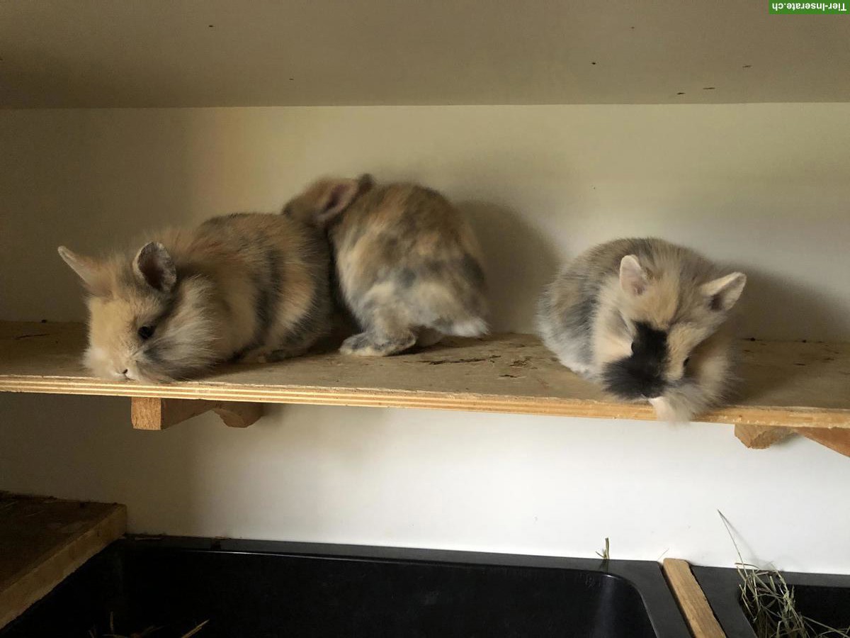 Bild 4: Junge süsse Löwenkopf Zwerghäsli abzugeben