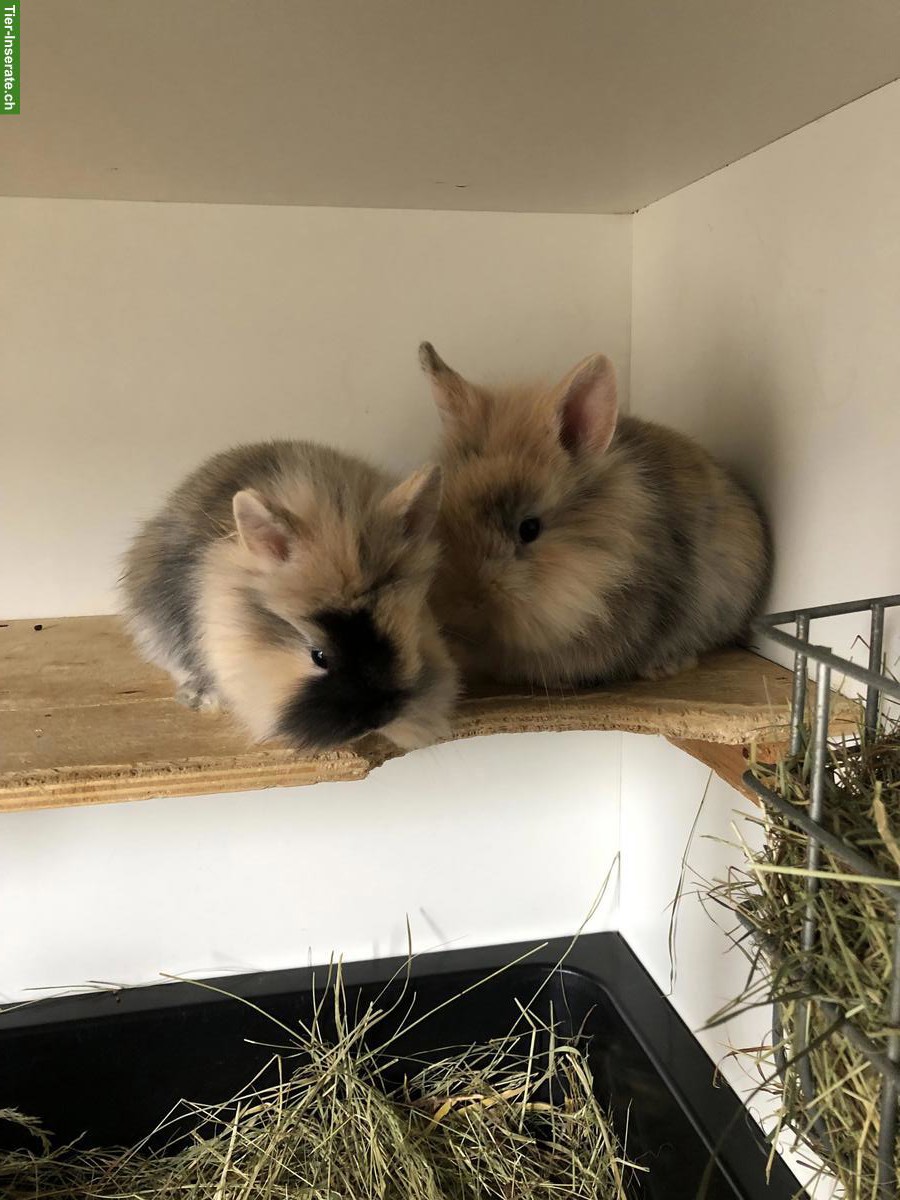 Bild 5: Junge süsse Löwenkopf Zwerghäsli abzugeben