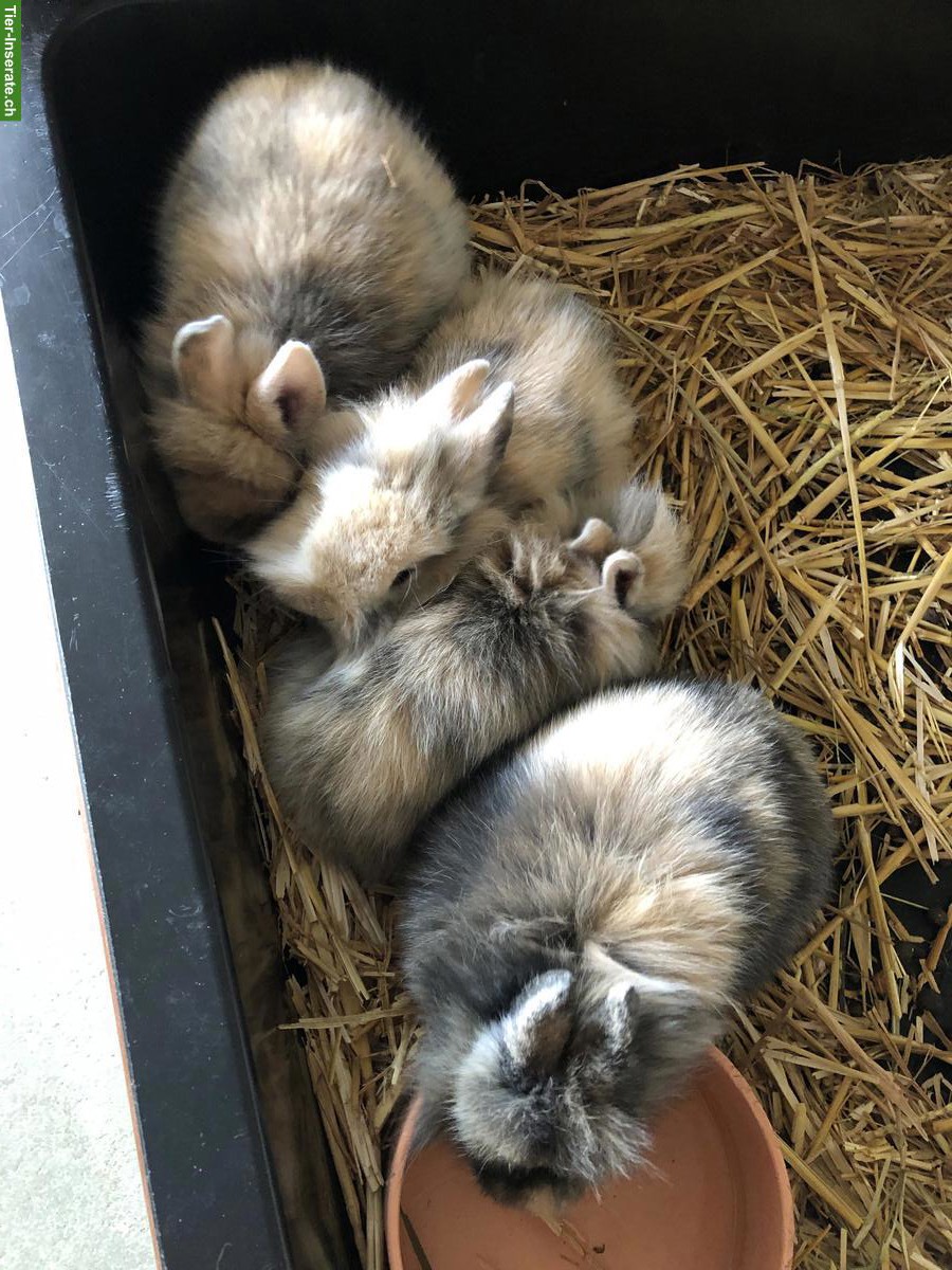 Bild 6: Junge süsse Löwenkopf Zwerghäsli abzugeben