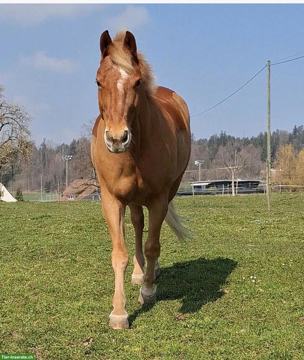 Vitaler Freiberger, 20-jährig, Verlasspferd sucht liebevolles Zuhause