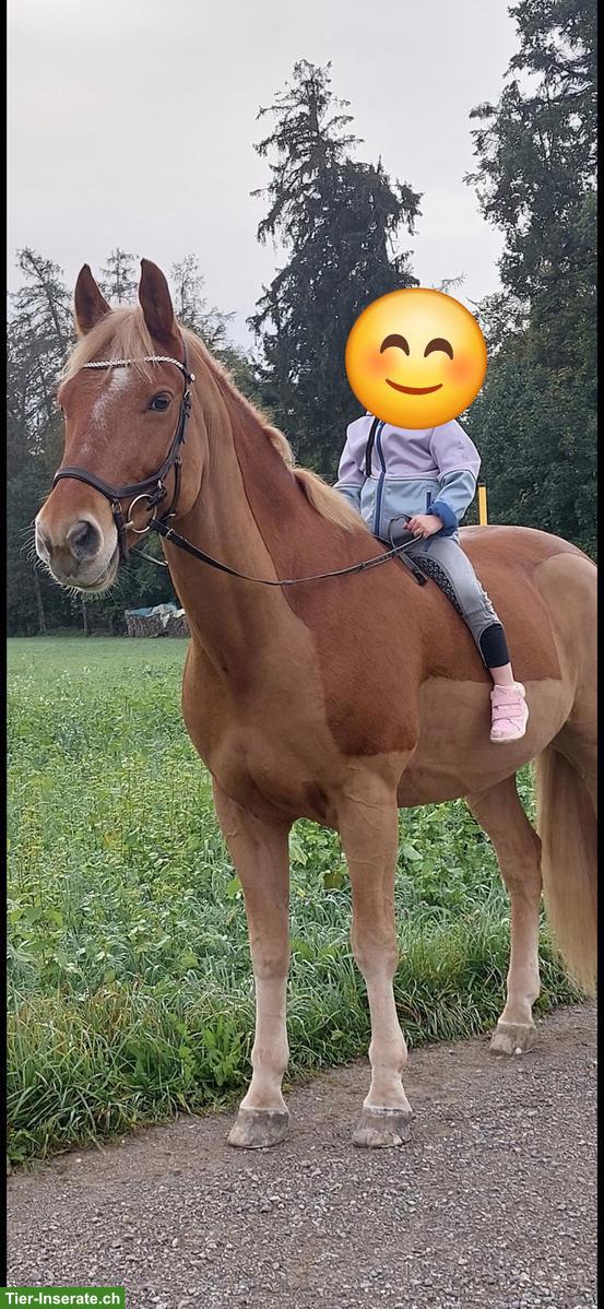 Bild 2: Vitaler Freiberger, 20-jährig, Verlasspferd sucht liebevolles Zuhause