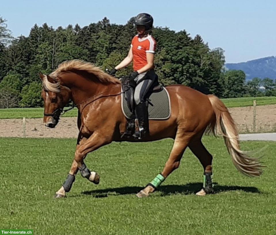 Bild 3: Vitaler Freiberger, 20-jährig, Verlasspferd sucht liebevolles Zuhause