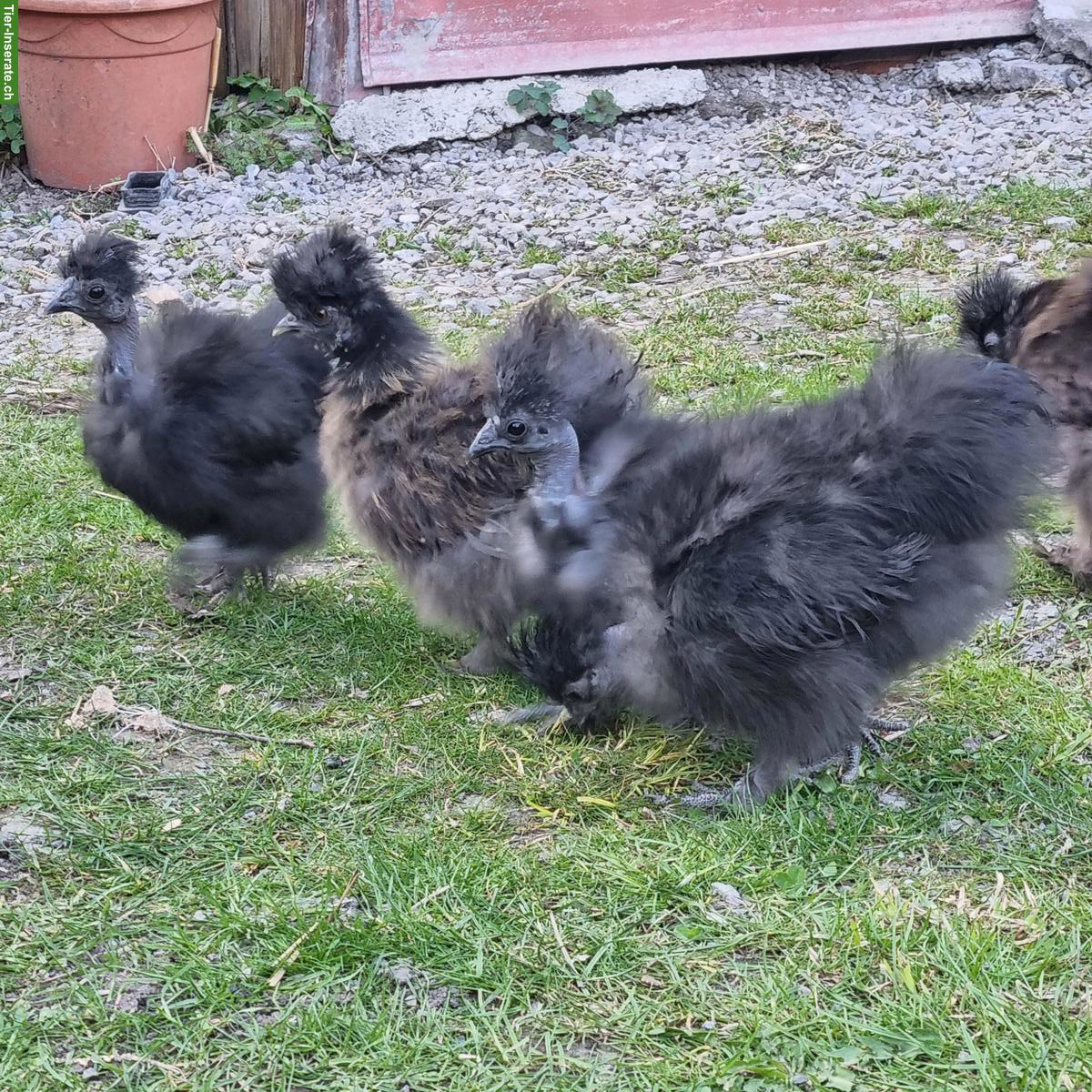 Junge Seidenhühner zu verkaufen