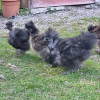 Junge Seidenhühner zu verkaufen