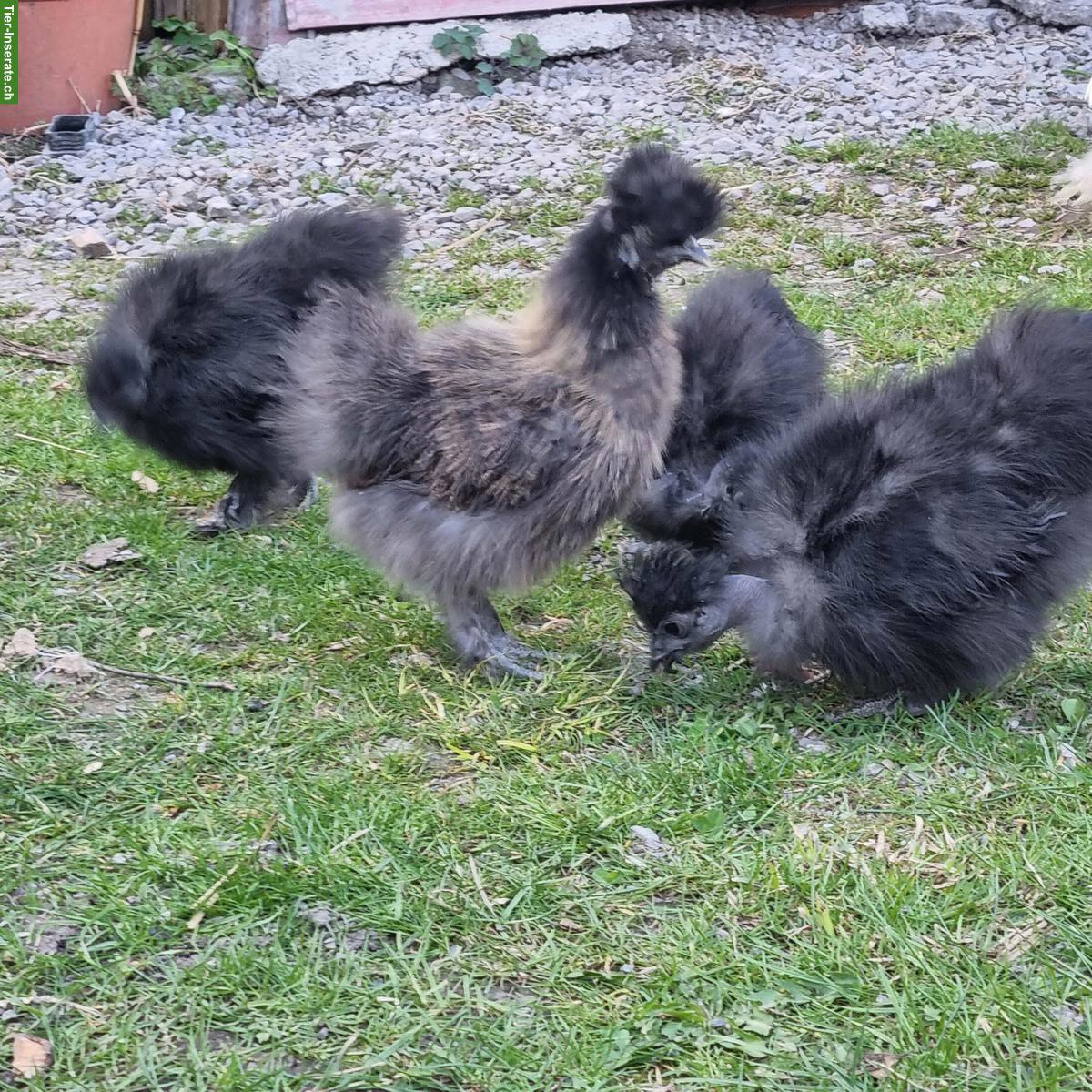 Bild 2: Junge Seidenhühner zu verkaufen