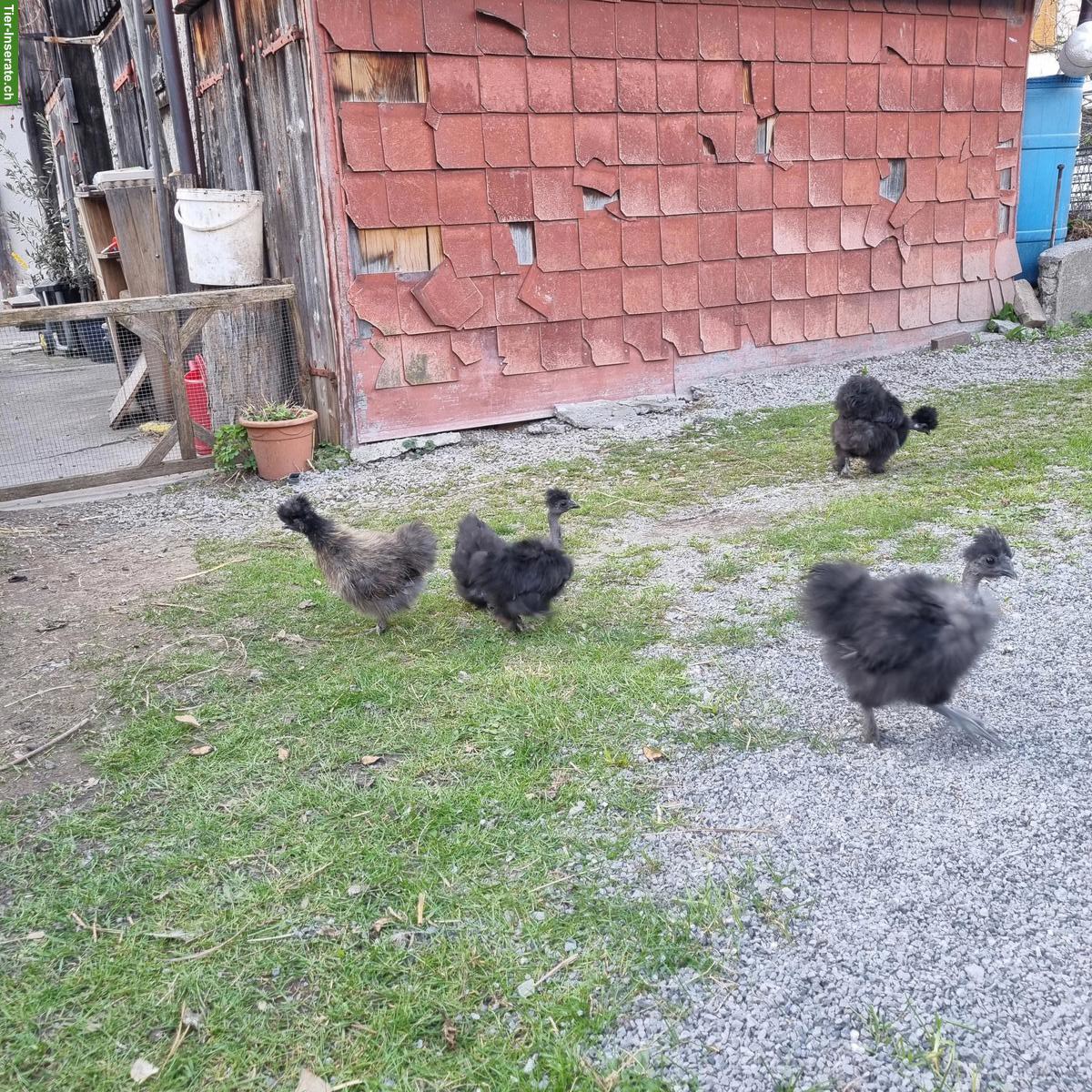 Bild 3: Junge Seidenhühner zu verkaufen