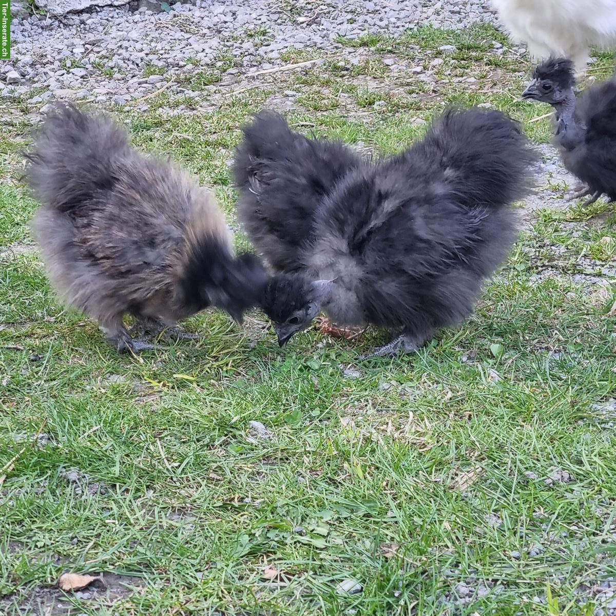 Bild 4: Junge Seidenhühner zu verkaufen