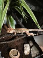 Reptilien und Terrarien zu verkaufen