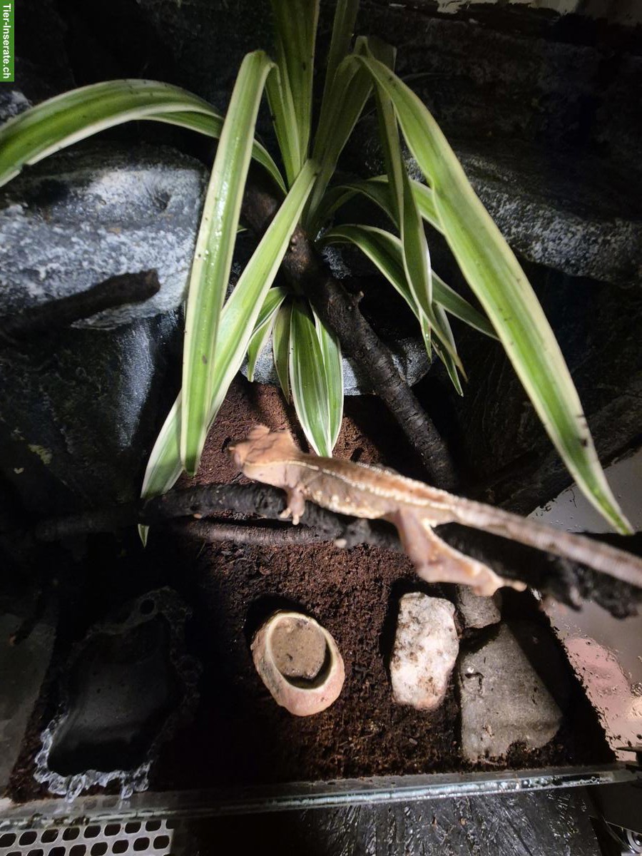 Bild 2: Reptilien und Terrarien zu verkaufen