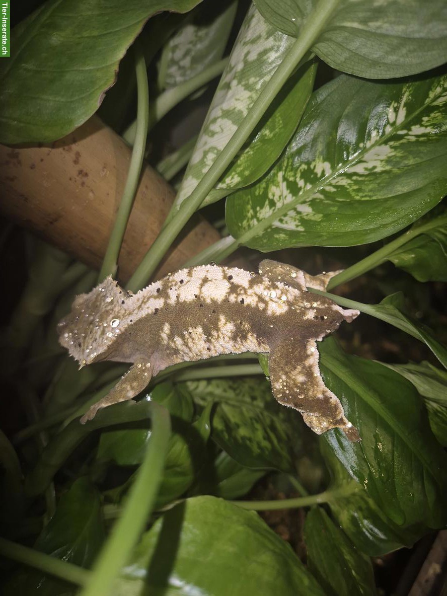 Bild 4: Reptilien und Terrarien zu verkaufen