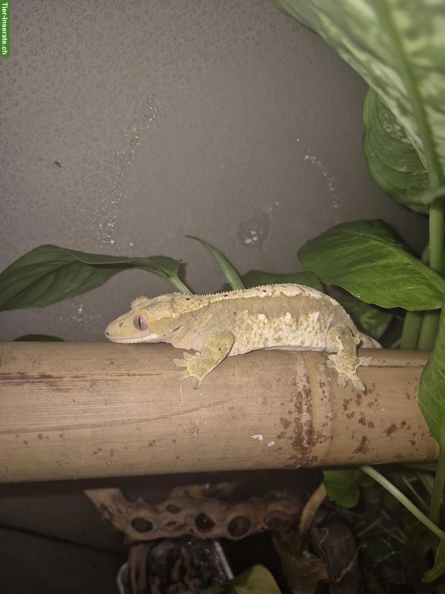 Bild 5: Reptilien und Terrarien zu verkaufen