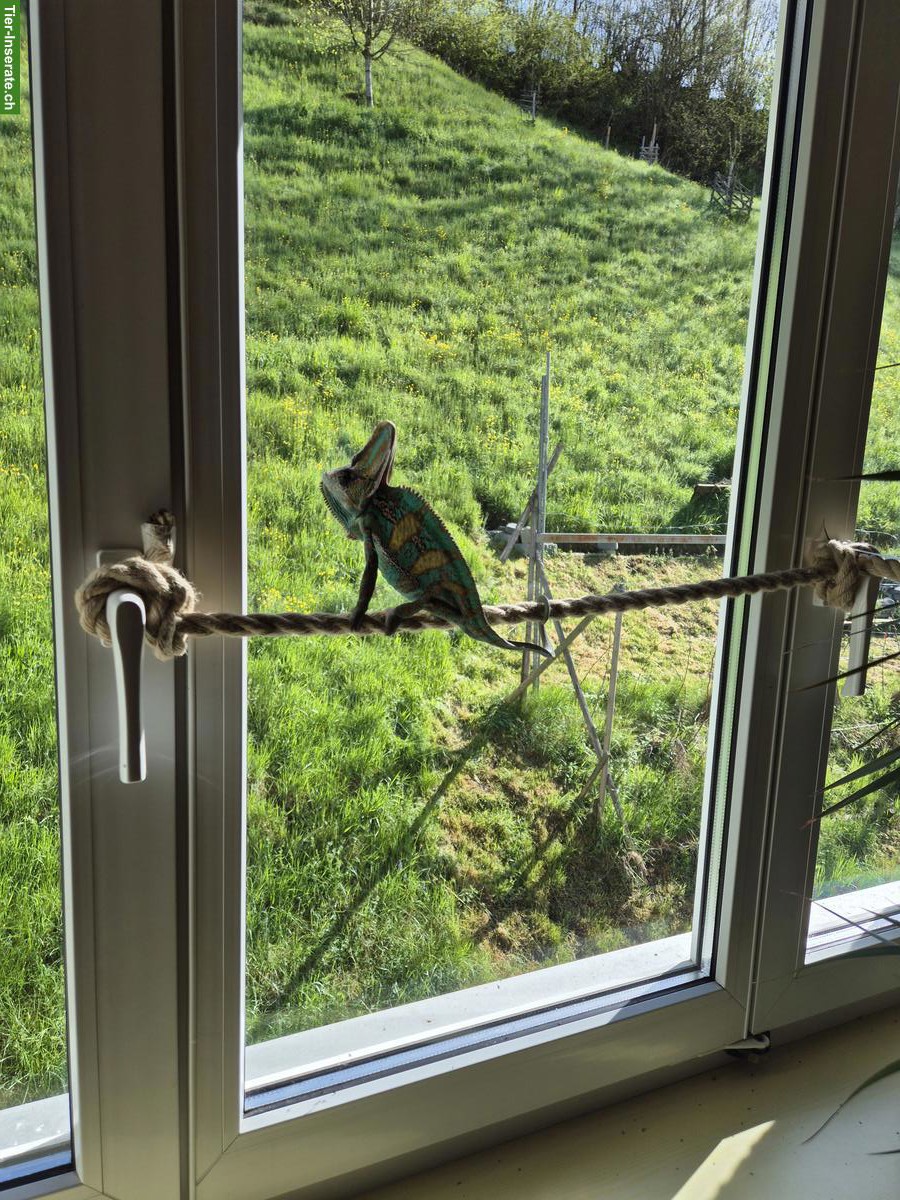 Bild 6: Reptilien und Terrarien zu verkaufen