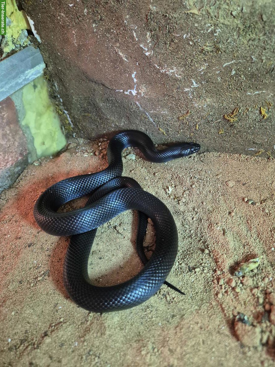 Bild 7: Reptilien und Terrarien zu verkaufen