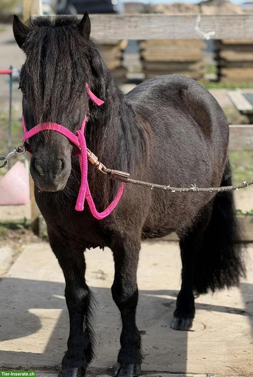 Shetlandpony Wallache: Rappe, Palomino, Schecke