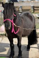Shetlandpony Wallache: Rappe, Palomino, Schecke