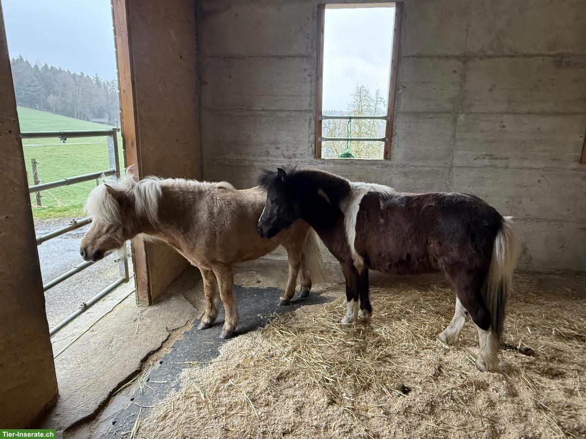 Bild 2: Shetlandpony Wallache: Rappe, Palomino, Schecke