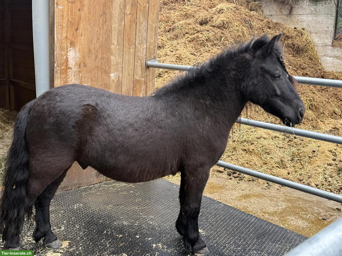 Bild 3: Shetlandpony Wallache: Rappe, Palomino, Schecke