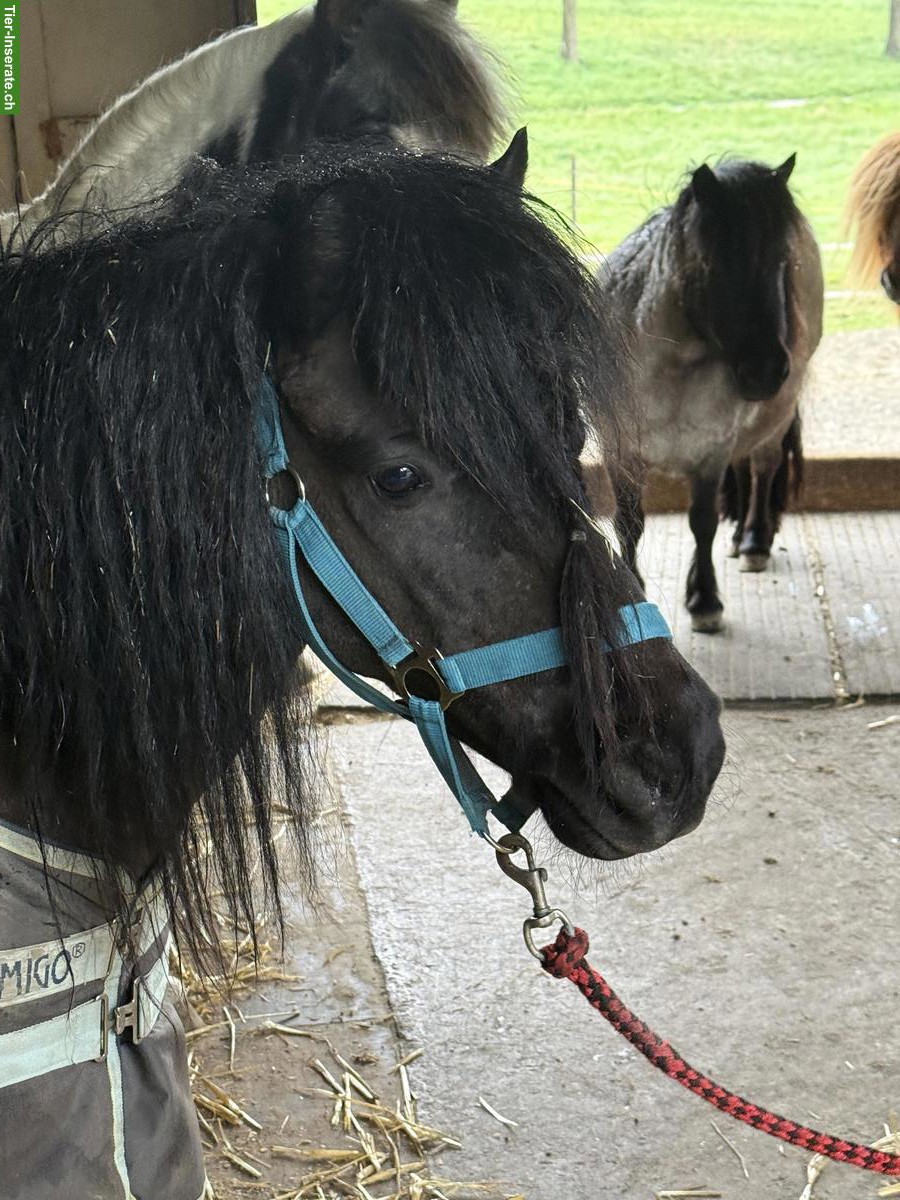 Bild 5: Shetlandpony Wallache: Rappe, Palomino, Schecke