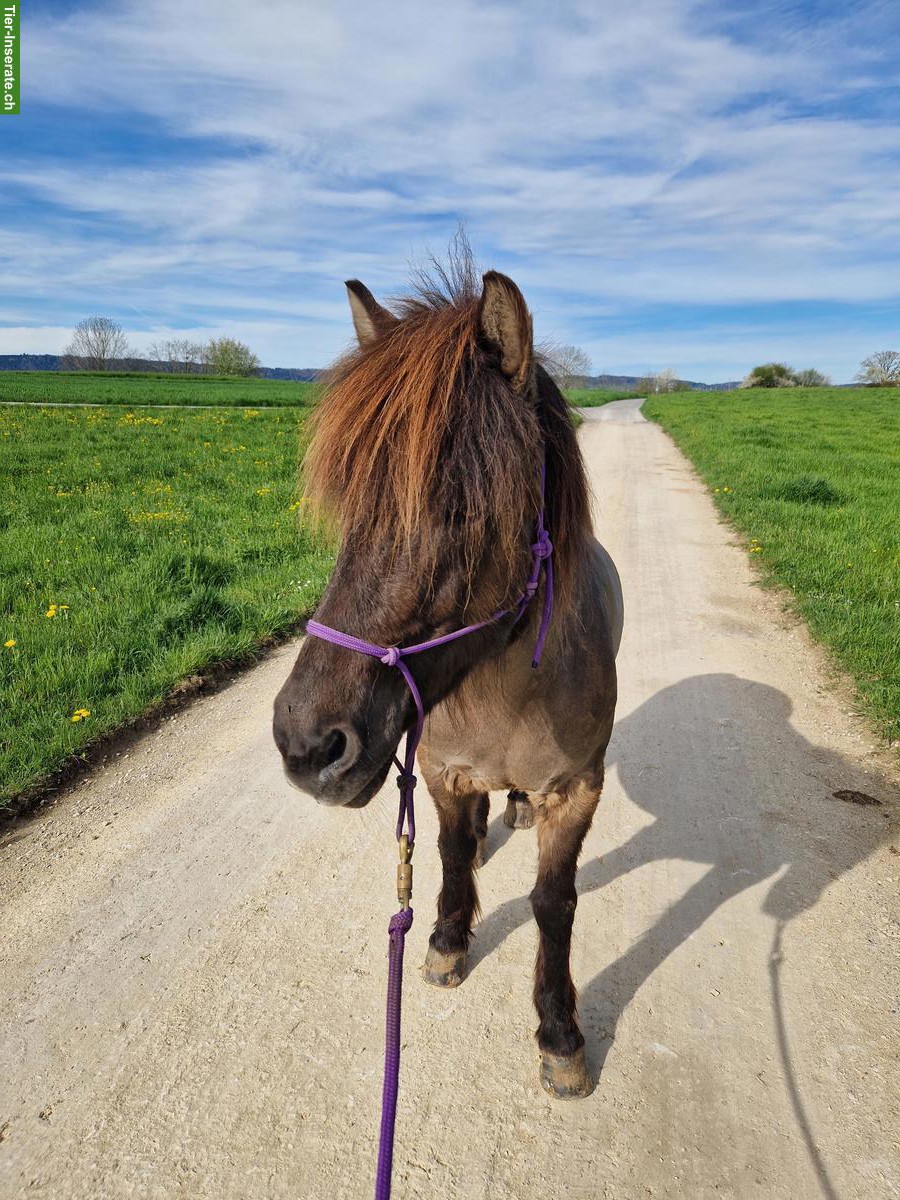 Pflege-Reitbeteiligung in Uster im Zürcher Oberland