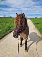 Pflege-Reitbeteiligung in Uster im Zürcher Oberland