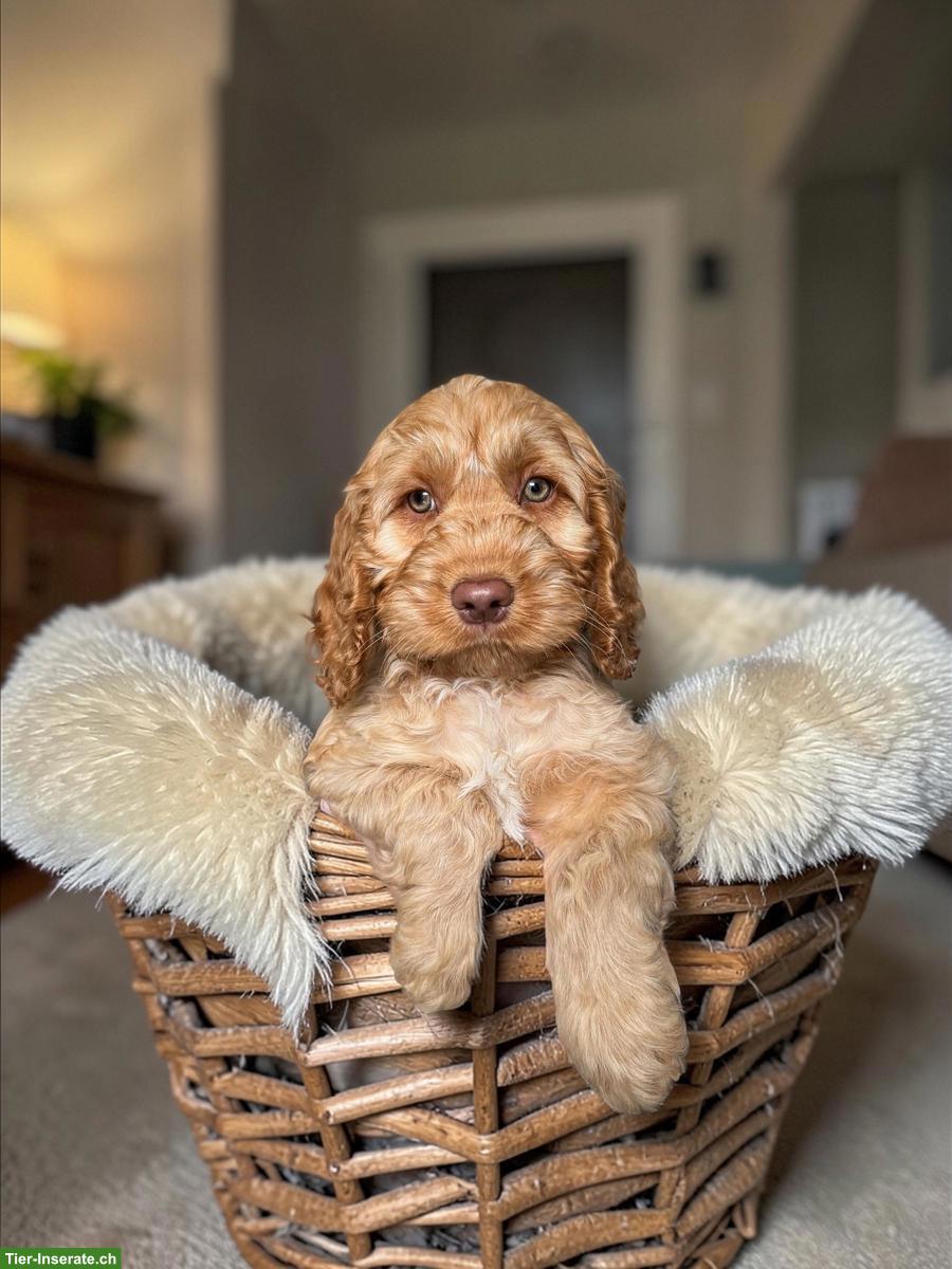 Cockapoo F1 Welpen doodle zu verkaufen