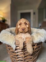Cockapoo F1 Welpen doodle zu verkaufen