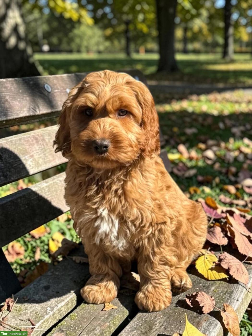 Bild 2: Cockapoo F1 Welpen doodle zu verkaufen