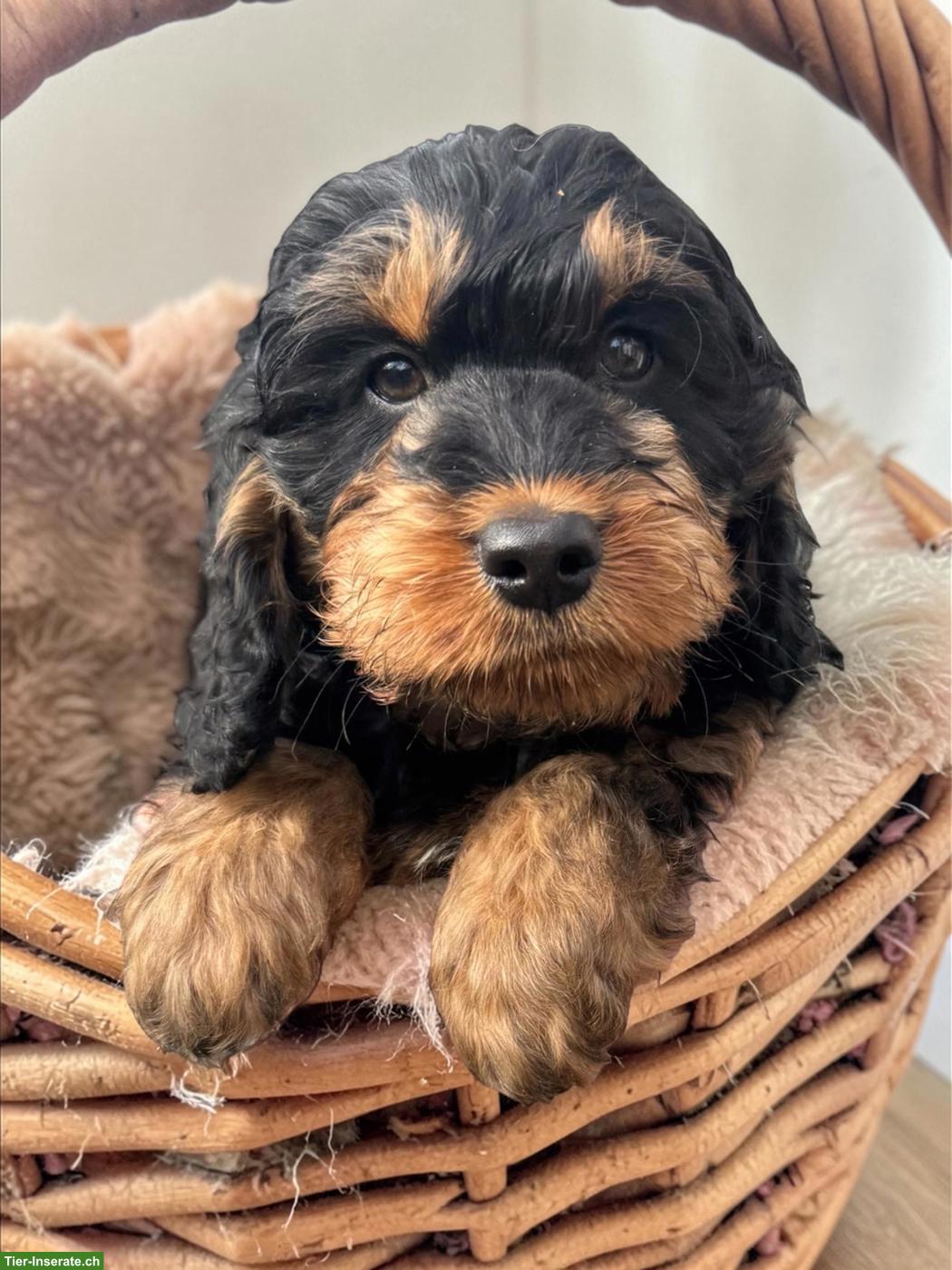 Bild 4: Cockapoo F1 Welpen doodle zu verkaufen