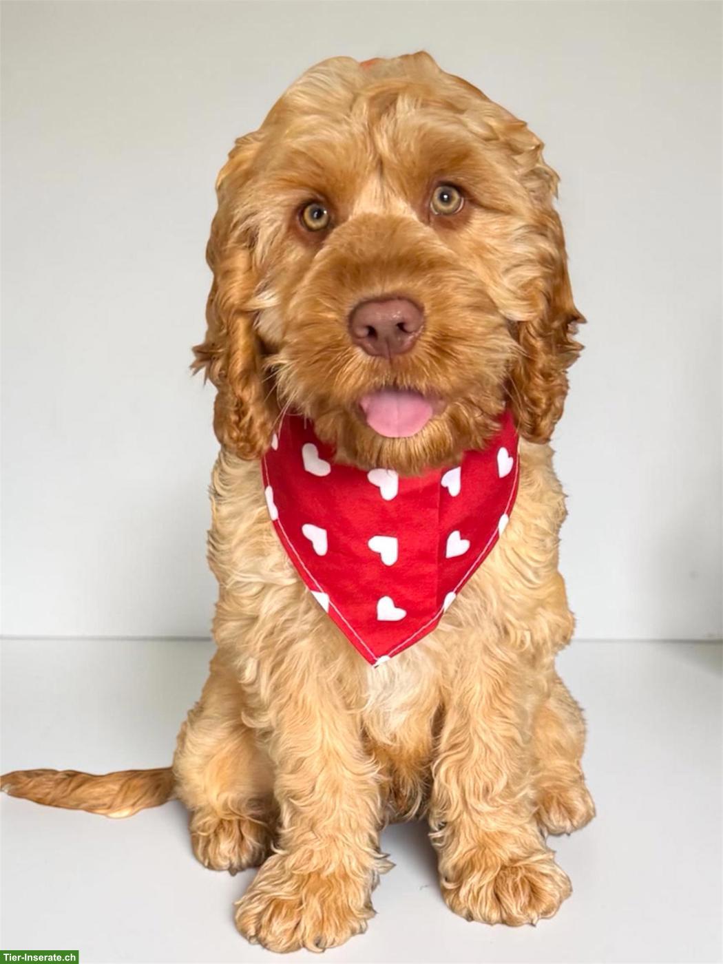 Bild 5: Cockapoo F1 Welpen doodle zu verkaufen