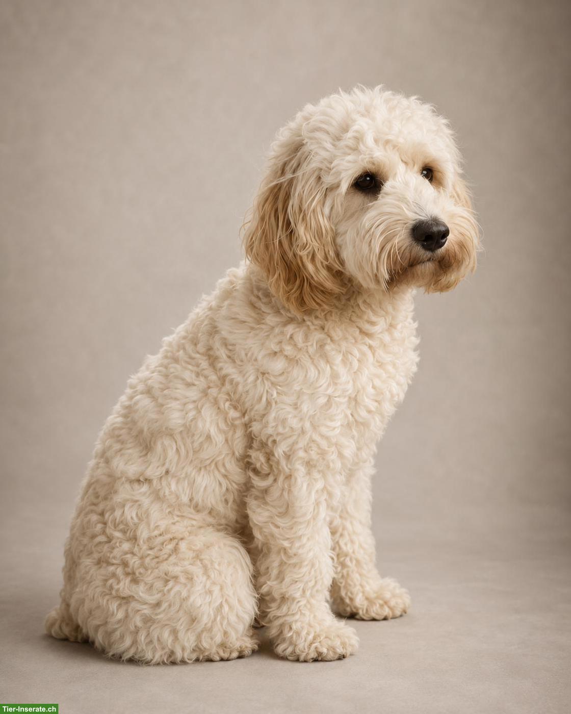 Bild 6: Cockapoo F1 Welpen doodle zu verkaufen