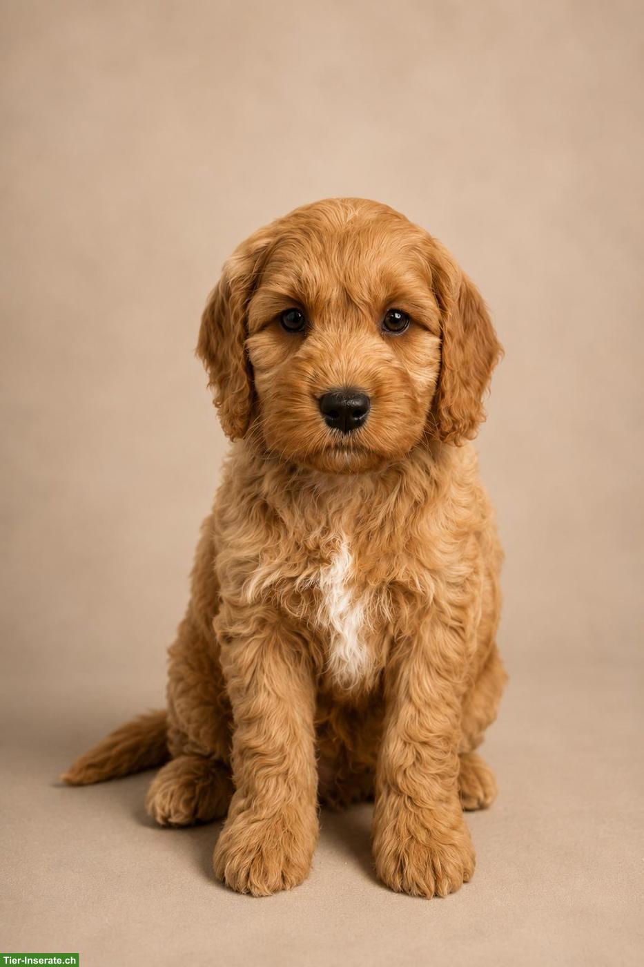 Bild 8: Cockapoo F1 Welpen doodle zu verkaufen