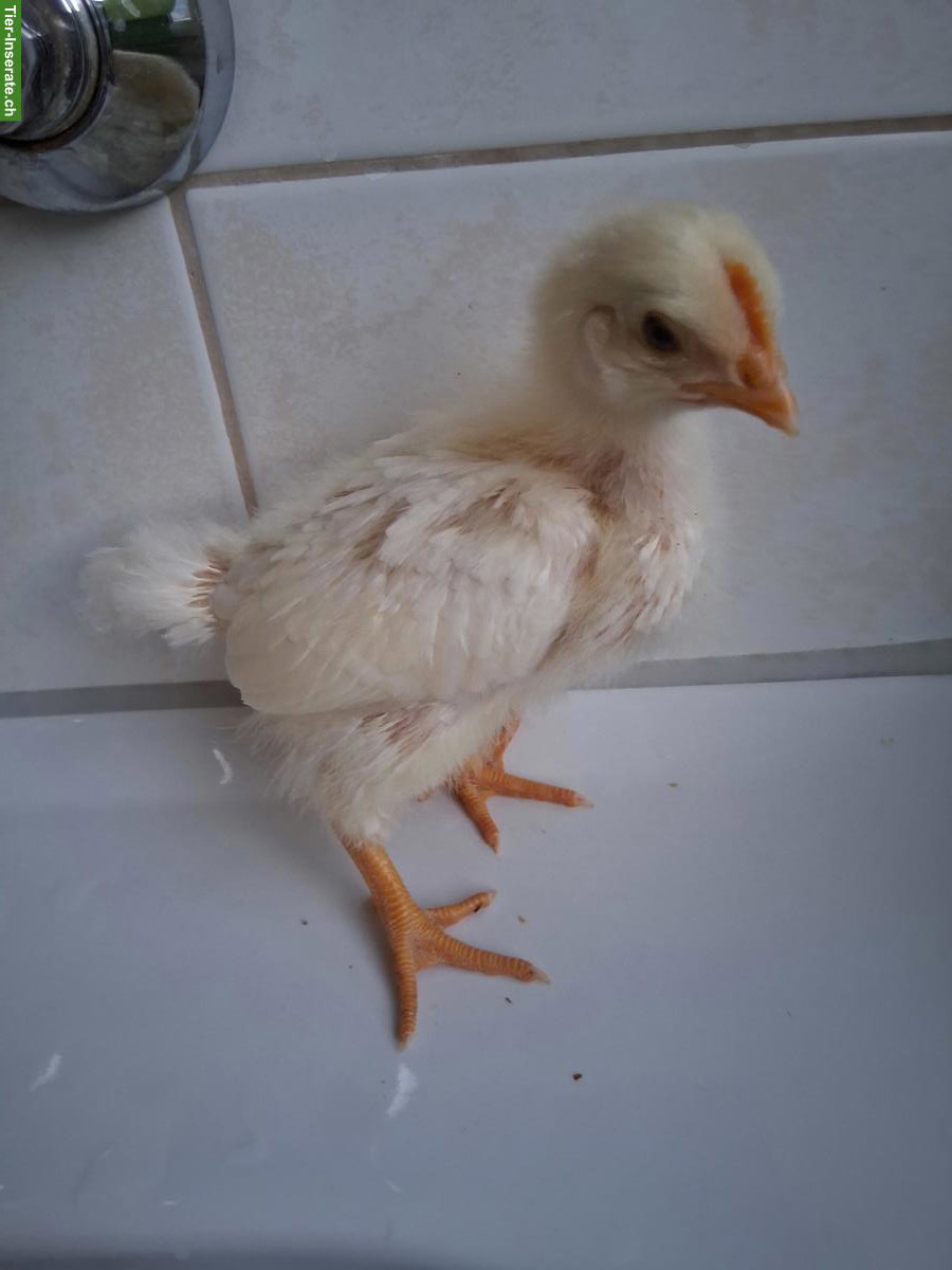 Liebevolle junge Hähne zu verkaufen (auch gratis)