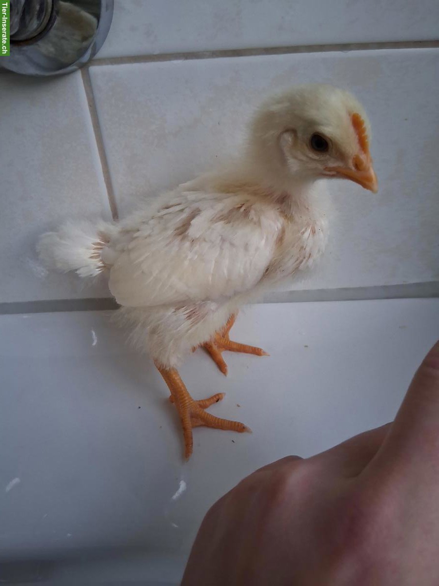 Bild 2: Liebevolle junge Hähne zu verkaufen (auch gratis)