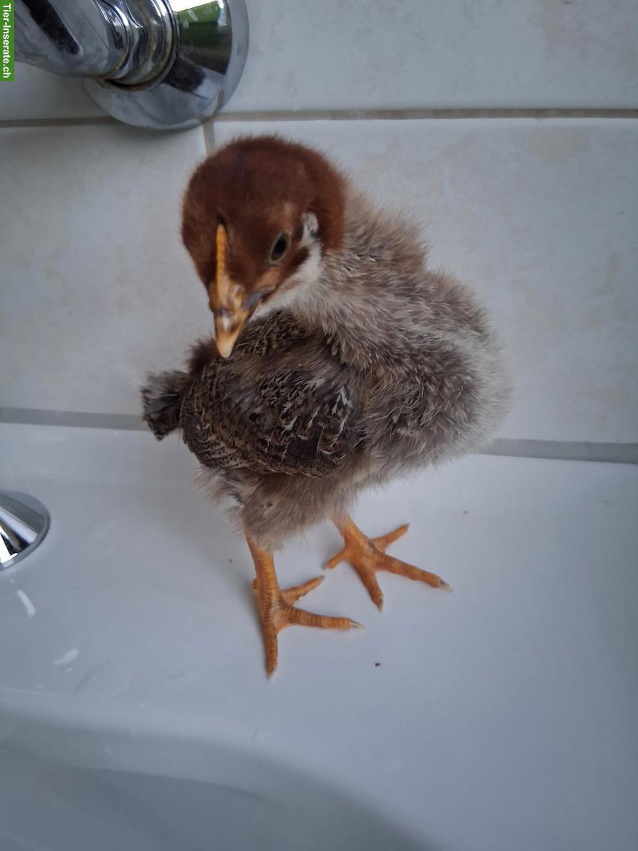 Bild 4: Liebevolle junge Hähne zu verkaufen (auch gratis)