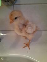 Junge Hennen zu verkaufen