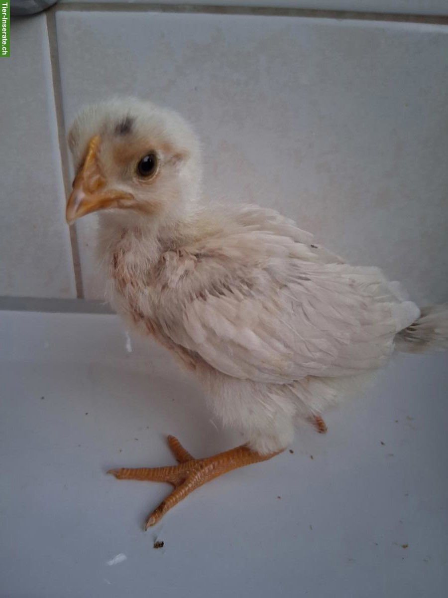 Bild 2: Junge Hennen zu verkaufen