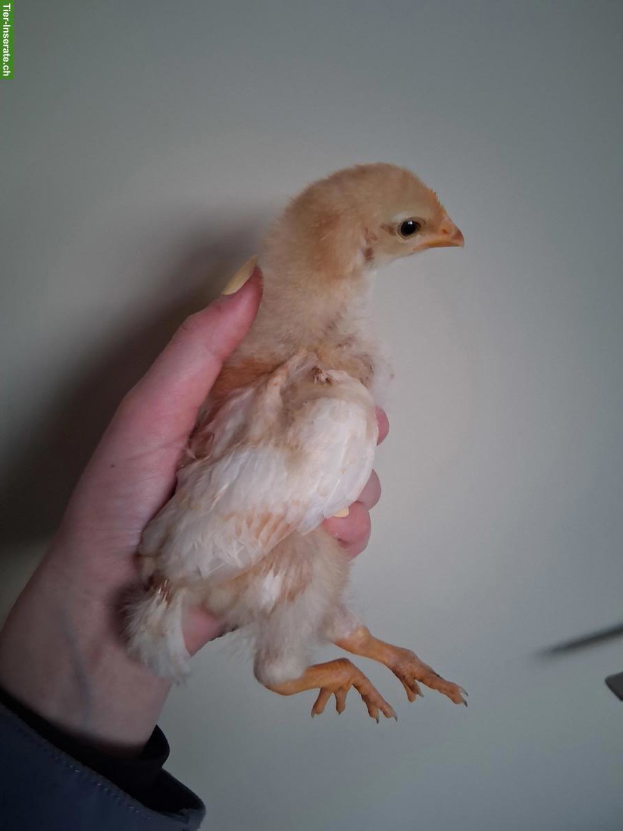 Bild 4: Junge Hennen zu verkaufen