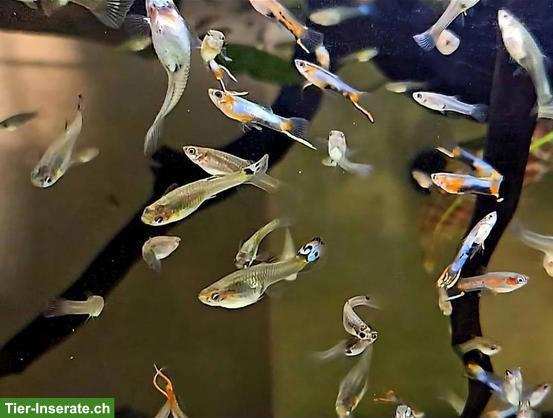 Endler Hybrid Guppys aus Hobbyzucht
