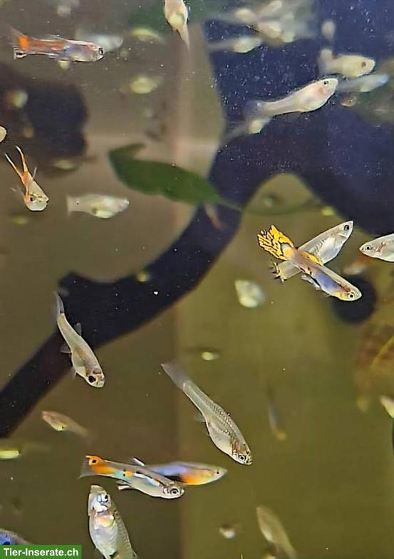 Bild 2: Endler Hybrid Guppys aus Hobbyzucht