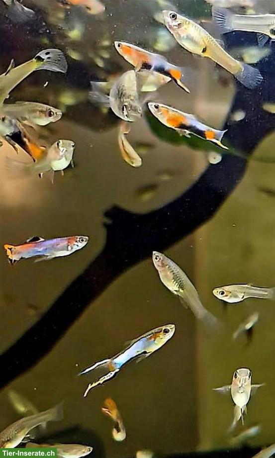 Bild 4: Endler Hybrid Guppys aus Hobbyzucht