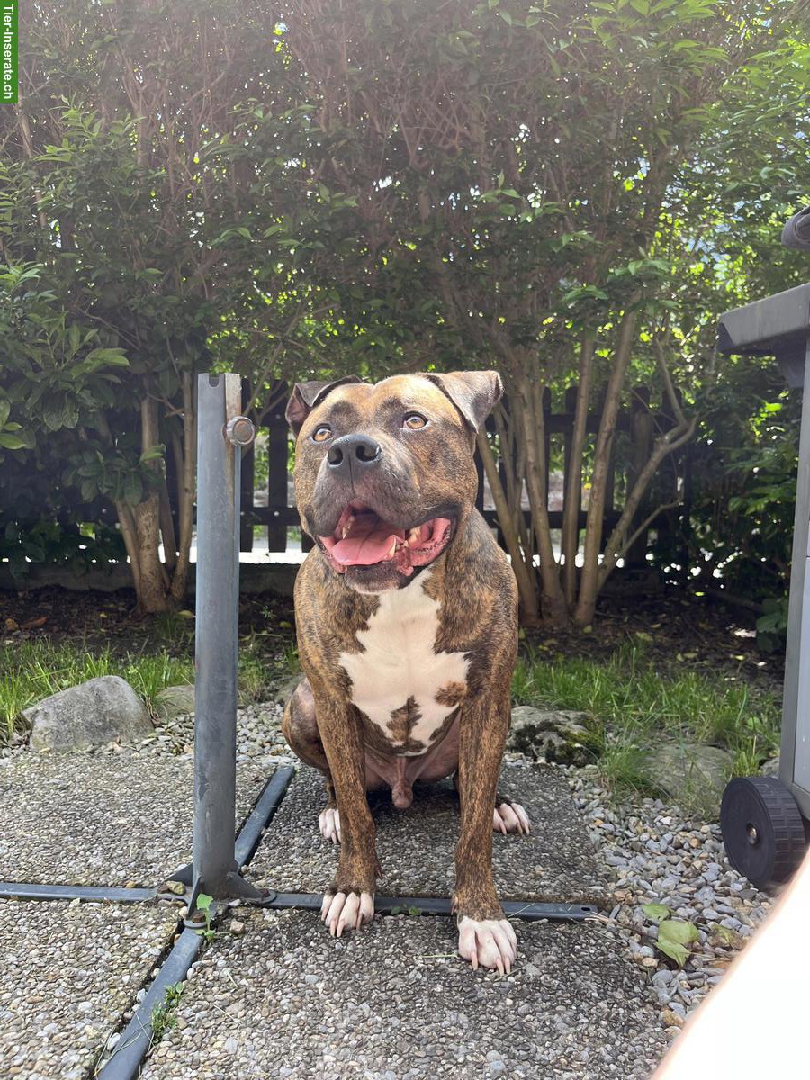 XL-Bully Eros sucht liebevolles Zuhause