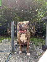 XL-Bully Eros sucht liebevolles Zuhause