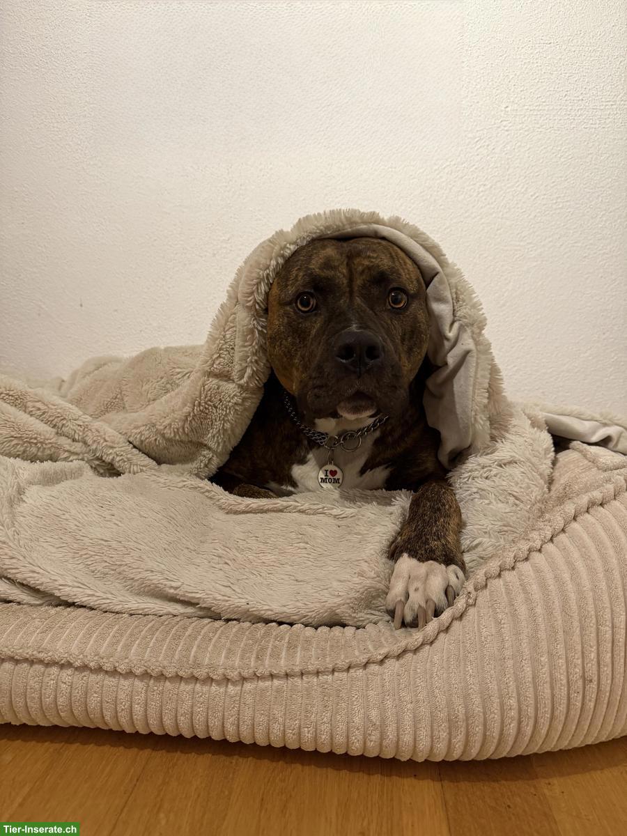 Bild 2: XL-Bully Eros sucht liebevolles Zuhause