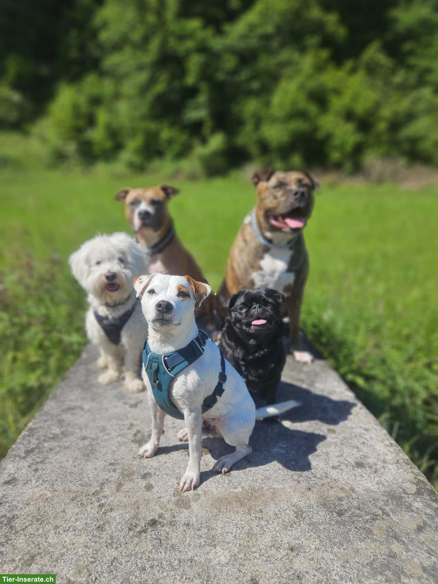 Bild 3: XL-Bully Eros sucht liebevolles Zuhause